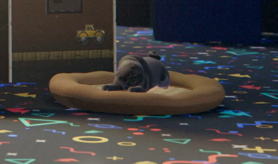 Pam the black pug asleep on her dog bed in the Ziggy Games arcade